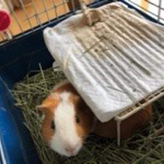 めいちゃんとボンさん