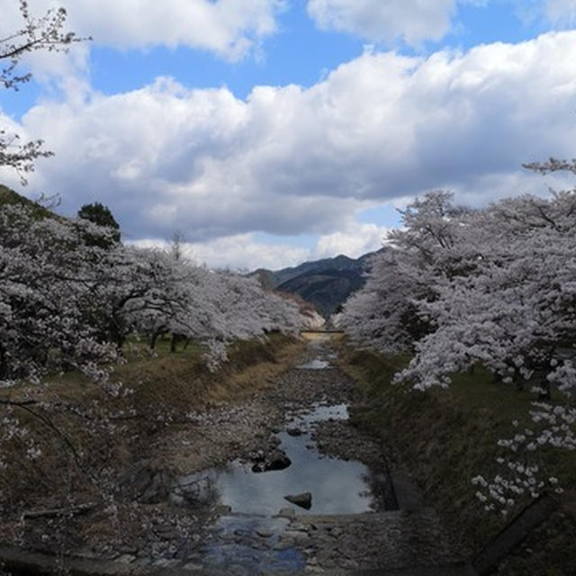 青垣 お花見ツーリング