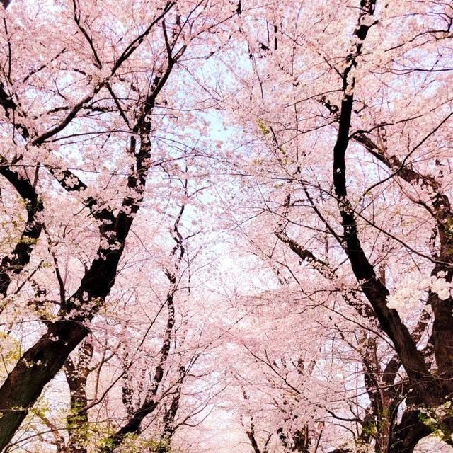 お花見♡桜並木が綺麗でした♥️