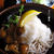 おろし蕎麦