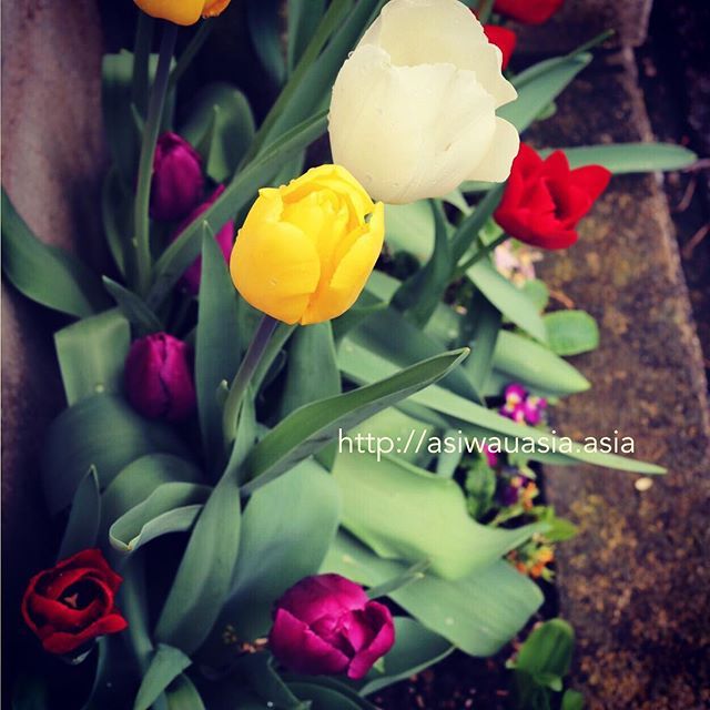 カラフルなチューリップをぎゅっと敷き詰めて咲かせるのが夢だったので、今年の春はいつもよりちょっぴり嬉しいスタート#チューリップ #tulips #tullip