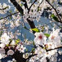 桜♪( ´▽｀)