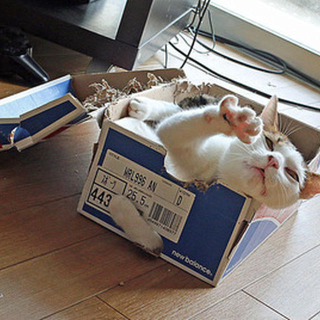 毛モノたちの近況ぉ〜