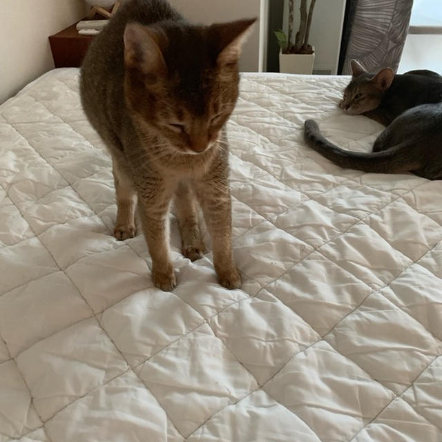 昨日の日中のベッドの猫たちと クローゼットの引き出しのお片づけ