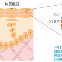 オリーブオイルで美肌２：オリーブオイルが肌に作用するメカニズム