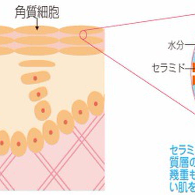 オリーブオイルで美肌２：オリーブオイルが肌に作用するメカニズム