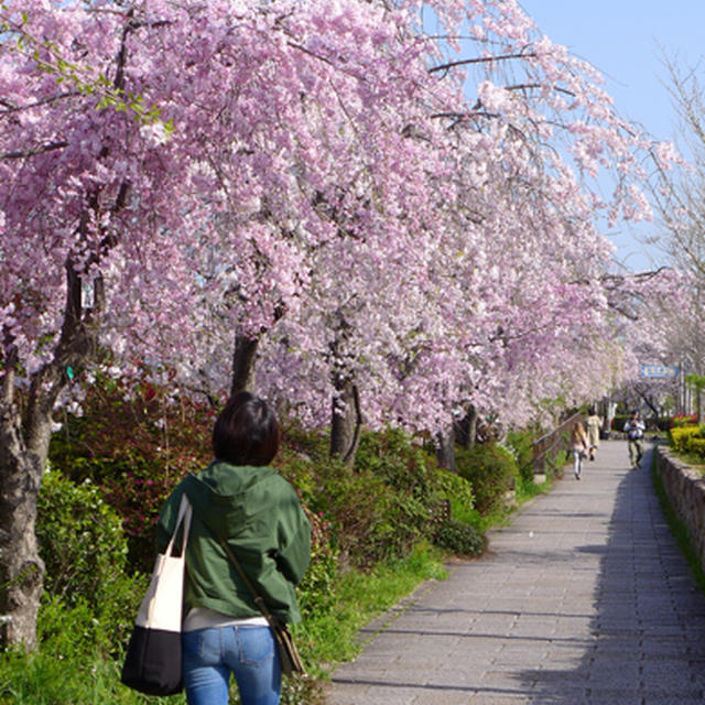 １泊２日☆京都お花見の旅。
