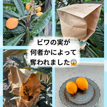 【夏の庭】紙袋までかけたのに～！ビワの実を盗んだのは、誰？！(ﾟДﾟ)