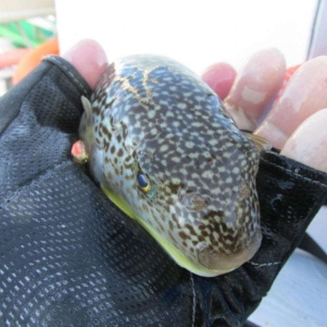 【外房・大原】初釣りは好きな釣り物で！