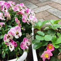 【プチプラ美容】家庭菜園❤️美白や紫外線ケアに優秀スキンケア