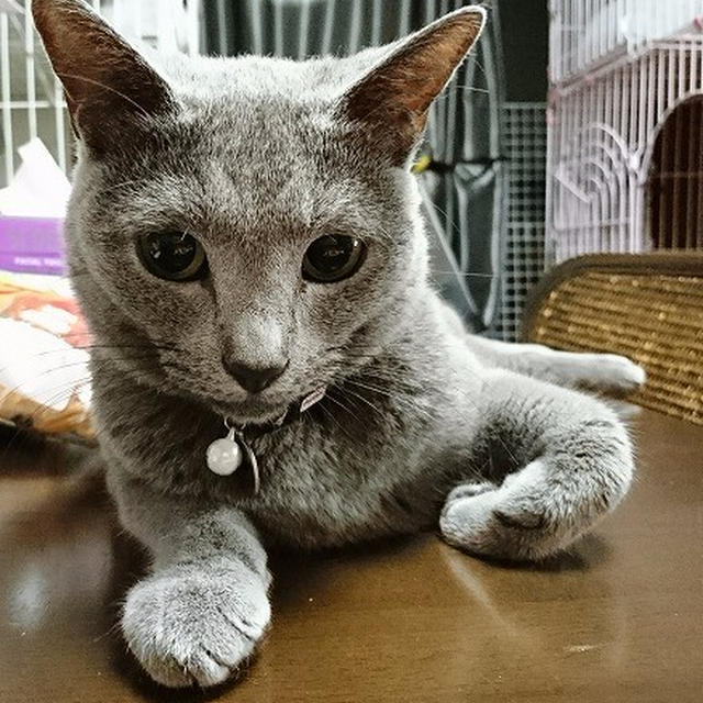 【小梅・さくら・桃之介通信】待ち受け用にピッタリな「さくら」の写真が撮れました