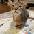 ぼくちんは、新聞の上に乗るあるあるをするのか？