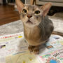ぼくちんは、新聞の上に乗るあるあるをするのか？