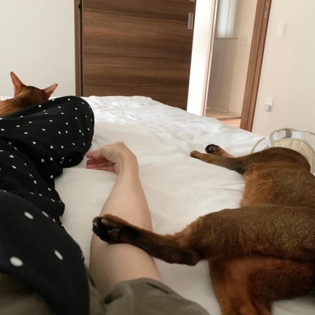 しあわせなベッド(*´ω`*)  と、りす子の流涙の悩み…