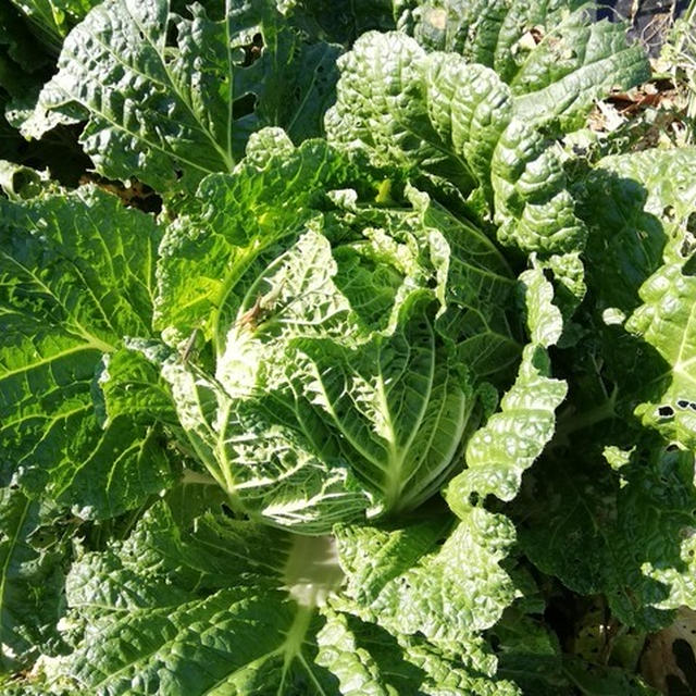 この冬は、冬野菜豊作の様子♪