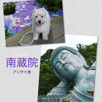 南蔵院アジサイ池