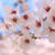 神林水辺の学校の桜はとても奇麗でした。