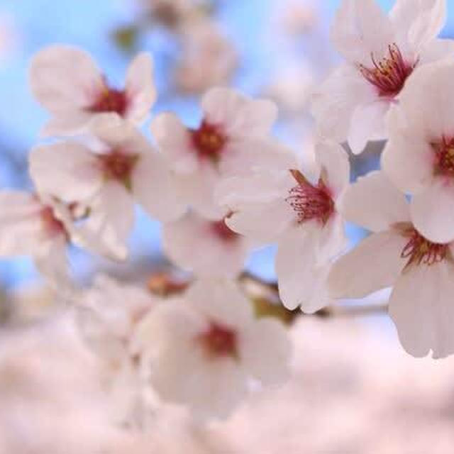 神林水辺の学校の桜はとても奇麗でした。