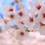 神林水辺の学校の桜はとても奇麗でした。