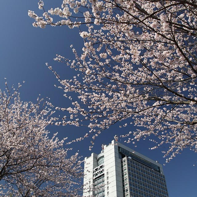 桜と青空と県庁と