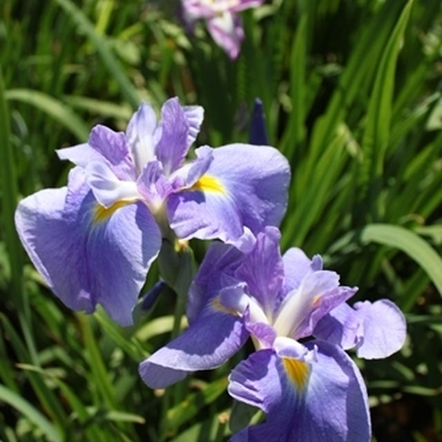 今年の菖蒲たち＊江戸菖蒲♪