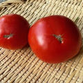トマトの初収穫