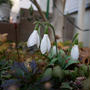 最近撮った写真はスノードロップ#ameba写真部