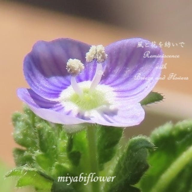 まだまだオオイヌノフグリ　摘んでから10日