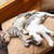 子猫の名前が決まりました