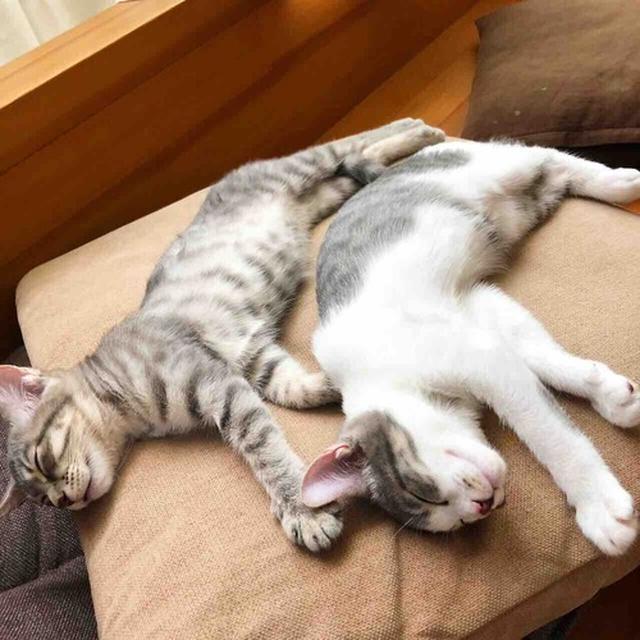 子猫の名前が決まりました