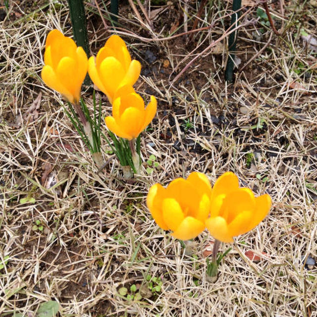 クロッカスの花が咲いたよ♪