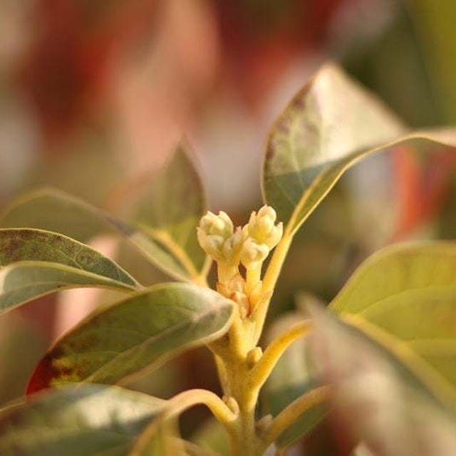 アボカドの花芽の様子 と 花を早く咲かせるための秘伝のワザ！？