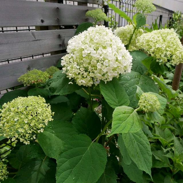 アナベルの花2024#最近撮った写真は