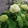 アナベルの花2024#最近撮った写真は