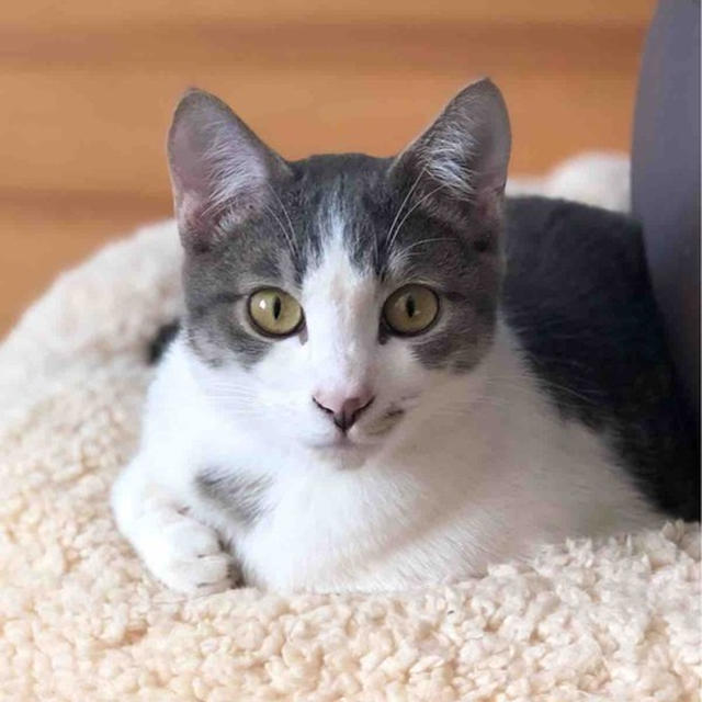今日のるいらん　8ヶ月の猫