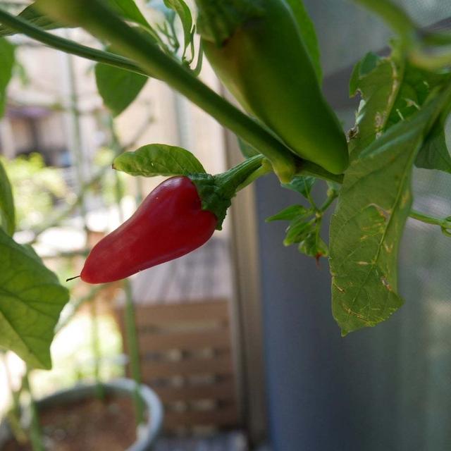 本気野菜若穫りグリーンホルンの赤い実#最近撮った写真は