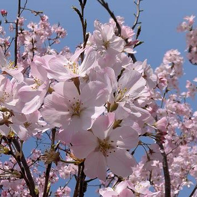 開花宣言は25日