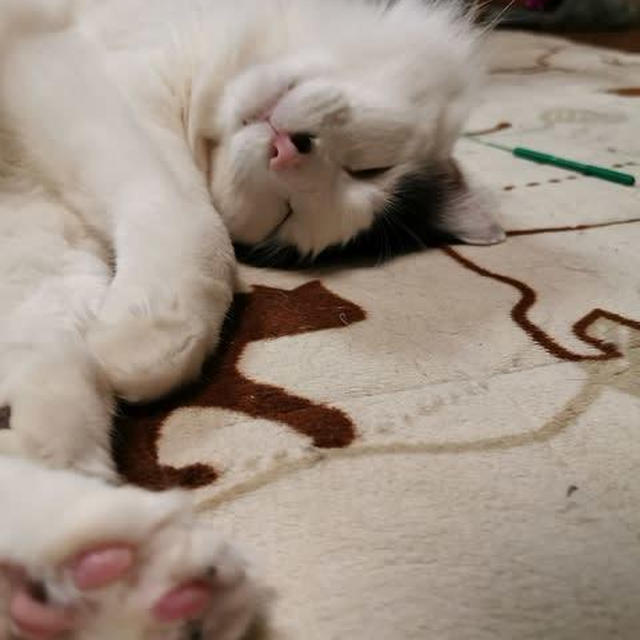猫はなぜ頭頂部を温めるのか？