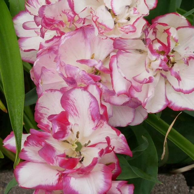 チューリップべリシアの花色の変化、最近撮った写真#ameba写真部