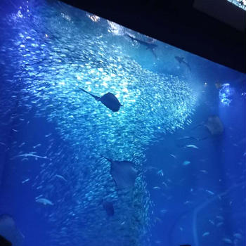水族館へ行ったら母が楽しかった。