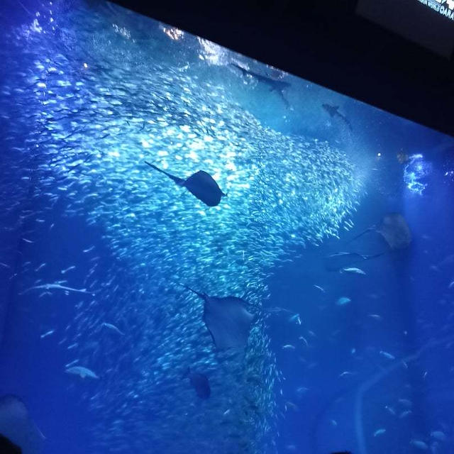 水族館へ行ったら母が楽しかった。