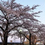 桜並木～深谷駅前の絶景スポット①