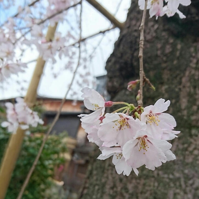 京都の桜 Part 1♪