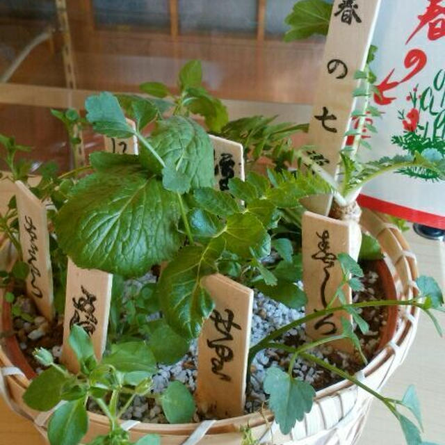 七草の鉢植えをいただいたので。