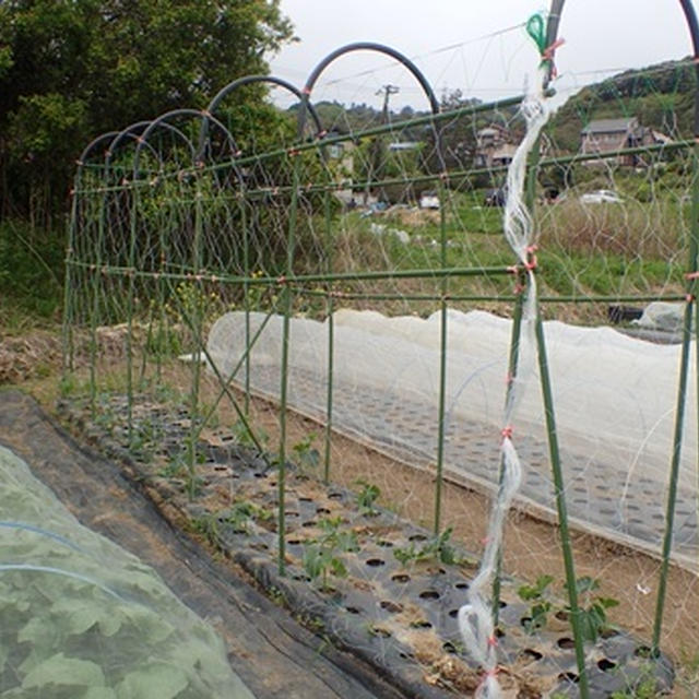 春キャベツ＆春キャベツ☆葉山農園（5月初旬）