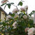 開花だより　5.12 〜My rose garden 2013〜
