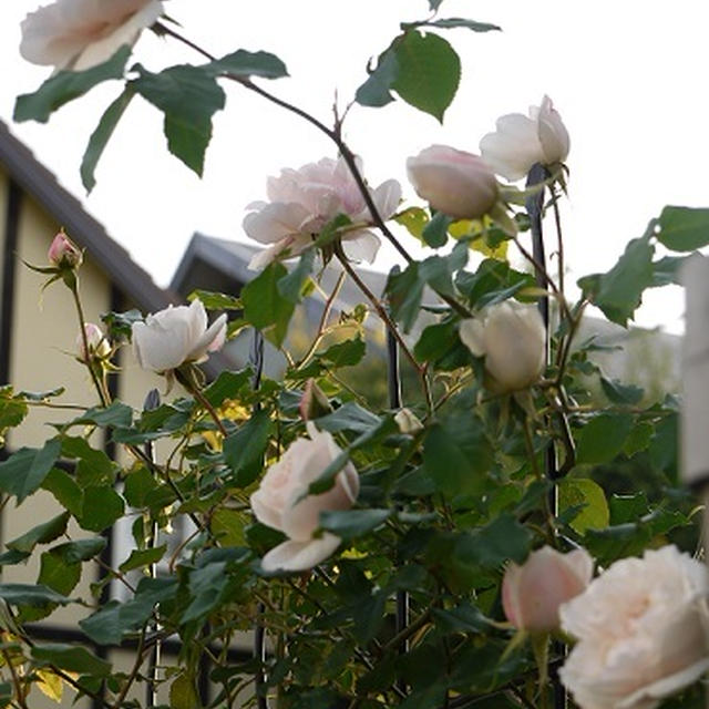 開花だより　5.12 〜My rose garden 2013〜