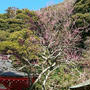 荏柄天神社の紅白の梅に＠鎌倉