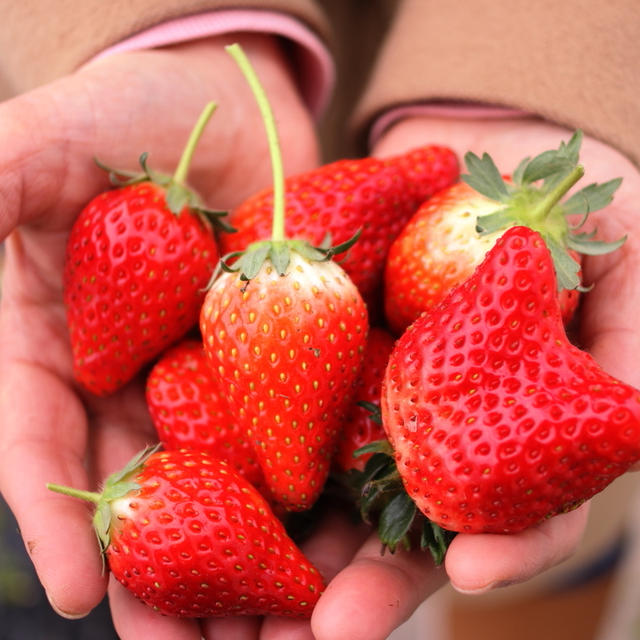 いちごの季節、めいっぱいいちごを楽しみましょ🍓人気のクリームサンドもご紹介。
