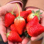 いちごの季節、めいっぱいいちごを楽しみましょ🍓人気のクリームサンドもご紹介。